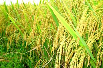 Sản lượng lúa của Lào năm 2014 ước đạt 3,3 triệu tấn, giảm 3%